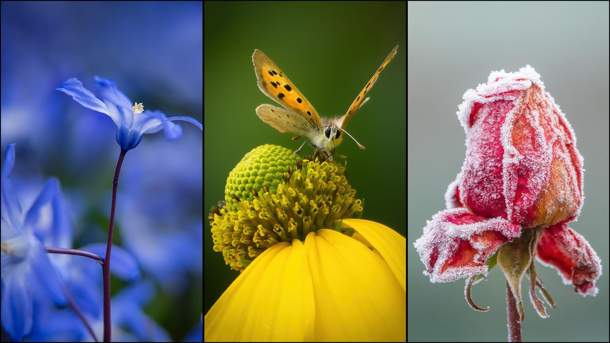 3 segment image showing, blue flower, yellow flower with butterfly on top and a frozen red flower